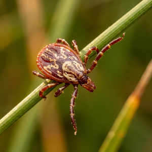 AMERICAN DOG TICK